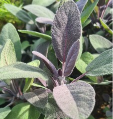 Herb Sage - Purple (Salvia Officinalis 'Purpurea')